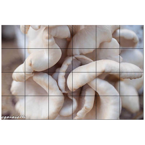 "White Oyster Mushrooms I"